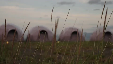 Wheat grows against the background of glamping. Outdoor recreation. Stock Footage 220787414