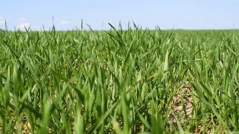 Wheat grows on the field against the blue sky Stock Footage 89154945
