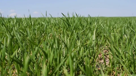 Wheat grows on the field against the blue sky Stock Footage 89154960