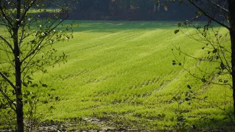 Wheat grows in the field Stock Photos