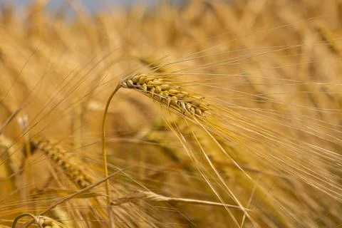 Wheat grows in the field, spikelet close-up. Postcard with copy space. Stock Photos