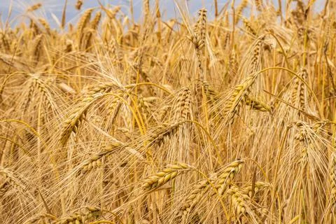 Wheat grows in the field, spikelet close-up. Postcard with copy space Stock Photos