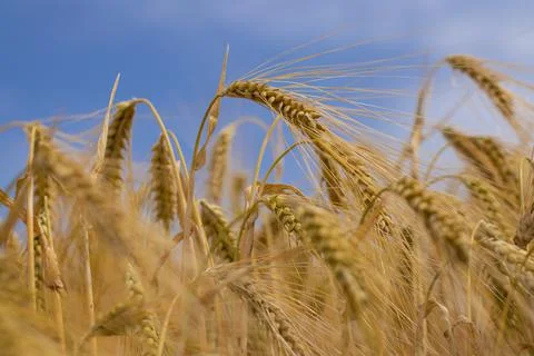 Wheat grows in the field, spikelets against the sky. Stock Photos
