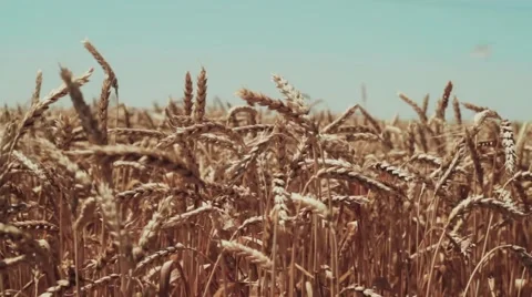 Wheat grows on the field in the summer. Stock Footage 52489450