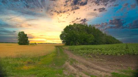 Wheat grows in a field at sunset Stock Photos