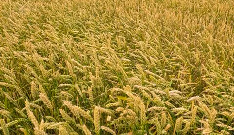 Wheat grows in a field at sunset Stock Photos