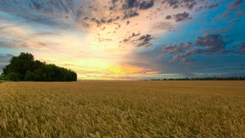 Wheat grows in a field at sunset Stock Photos