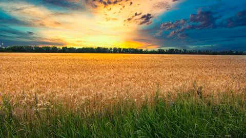 Wheat grows in a field at sunset Stock Photos