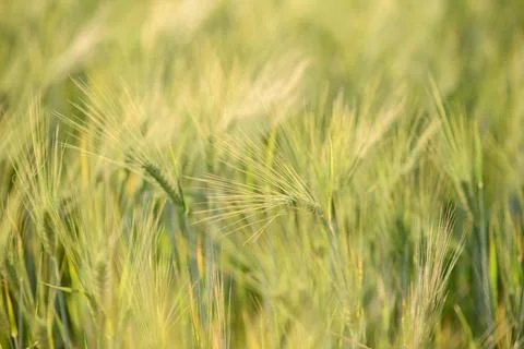 Wheat grows in the fields in summer on a sunny day Stock Photos