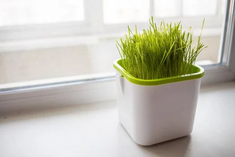 Wheat grows in a tray on the window Stock Photos