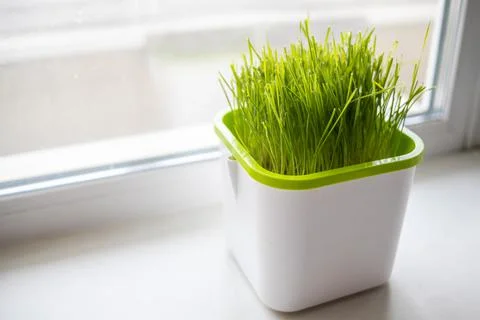 Wheat grows in a tray on the window Stock Photos
