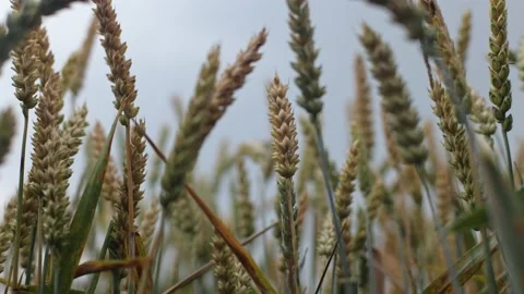 Wheat grows in Ukraine, a field where wheat grows. Stock Footage 205399052