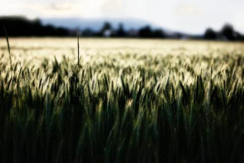 Wheat halms in cornfield Foto stock