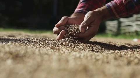 Wheat in a hand after good harvest. Stock Footage 80499817