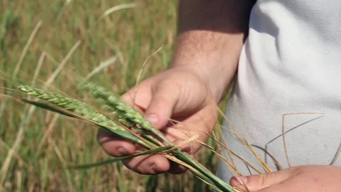Wheat in the hand of a farmer Stock Footage 84891415
