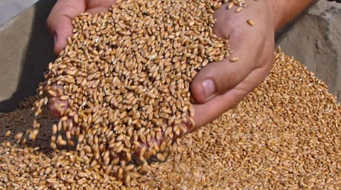 Wheat in a hand Stock Footage 35802858