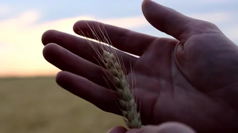 WHEAT HAND Video stock 138404468