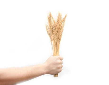 Wheat in hand on white background Stock Photos