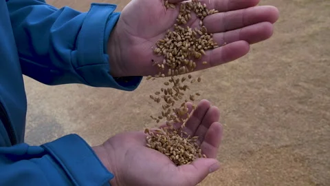 Wheat in the hands of an agronomist Stock Footage 235710789