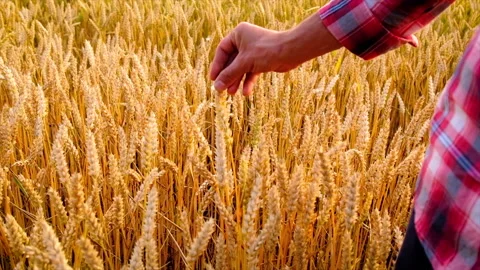 Wheat in the hands of a man on the field. Selective focus. Stock Footage 157478153