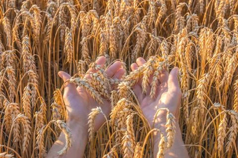 Wheat in hands Stock Photos