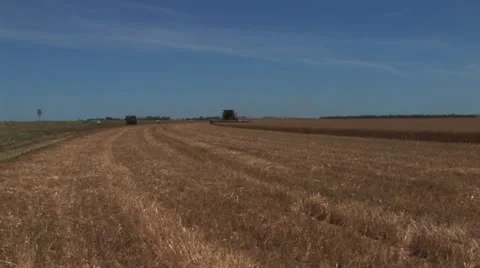 Wheat harvest 1 Stock Footage 21477900