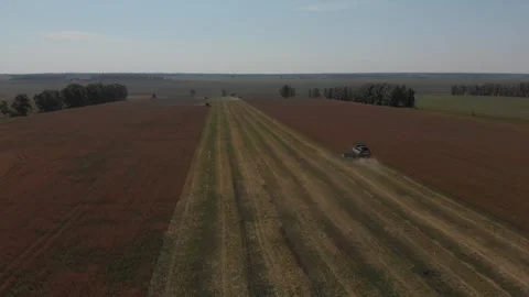 Wheat harvest. Aerial drone view. Vídeos de archivo 317546053
