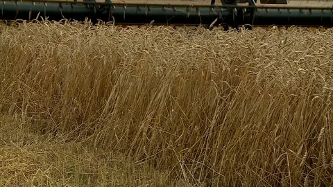 The wheat harvest auger of a combine in the field Stock Footage