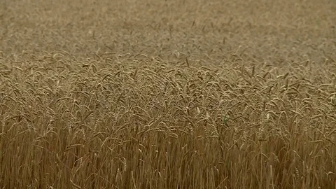 The wheat harvest in the autumn in a cold day Stock Footage