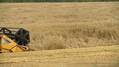 Wheat harvest close-up of the auger Stock Footage 80756975