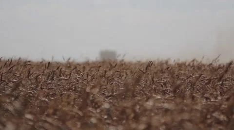 Wheat Harvest Close Up Shot Stock Footage 64979006