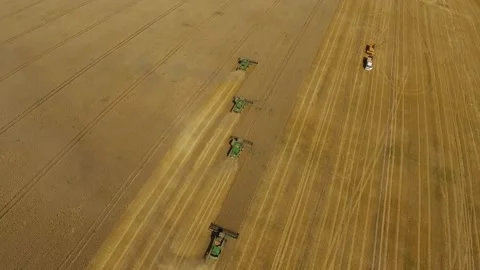 Wheat harvest. Combines work in the field. Vídeos de archivo 91703349