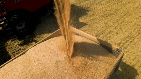 Wheat harvest concept. 4K footage of Combine loading wheat grain in truck Stock Footage