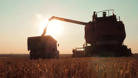 Wheat harvest concept. Combine loading wheat grain in truck at sunset time Stock Footage 181938757