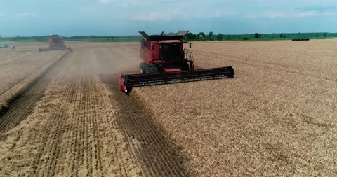 Wheat harvest day Video stock 142512245