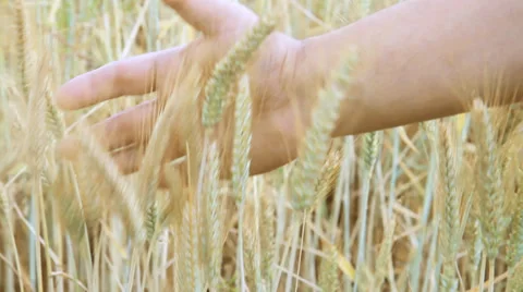 Wheat harvest on the field Stock Footage 39614684