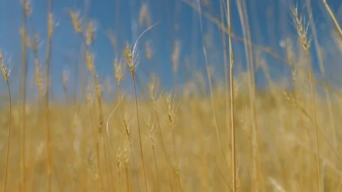 Wheat Harvest in Field Stock Footage 82483253