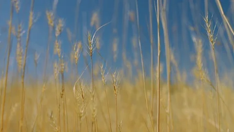 Wheat Harvest in Field Video stock 82483286