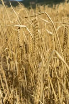 Wheat harvest field Фото