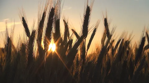 Wheat Harvest in Field at Sunset, Crop of Cereals, Agriculture Land, Farming Stock Footage