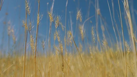 Wheat Harvest in Field at Sunset Stock Footage 82483695