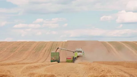 Wheat harvest in fields with combine harvester and grain transporter Stock Footage 340476513