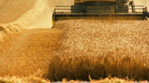 Wheat Harvest Stock Footage