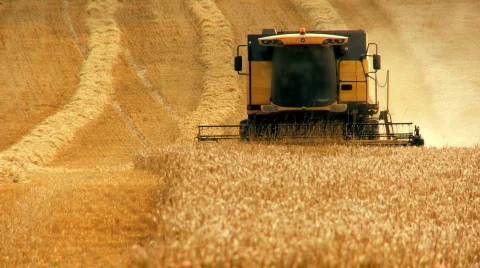 Wheat Harvest Stock Footage