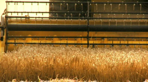 Wheat Harvest Stock Footage 500144