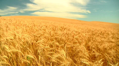 Wheat before harvest Stock Footage 851183