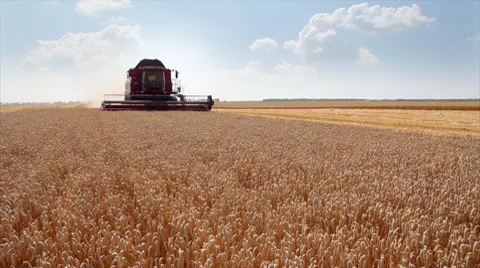 Wheat harvest Stock Footage 7746626