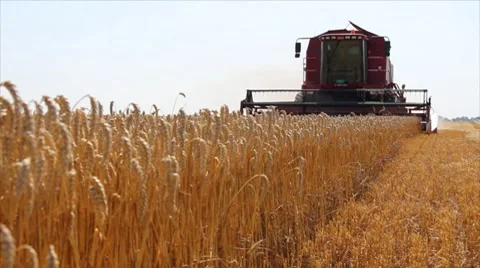 Wheat harvest Stock Footage 7746629