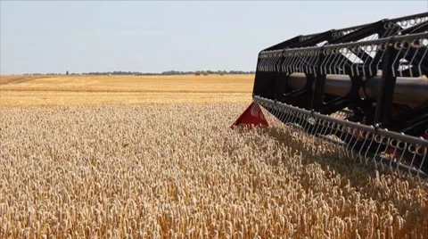 Wheat harvest Stock Footage 7748330