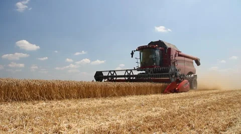 Wheat harvest Video stock 10710858